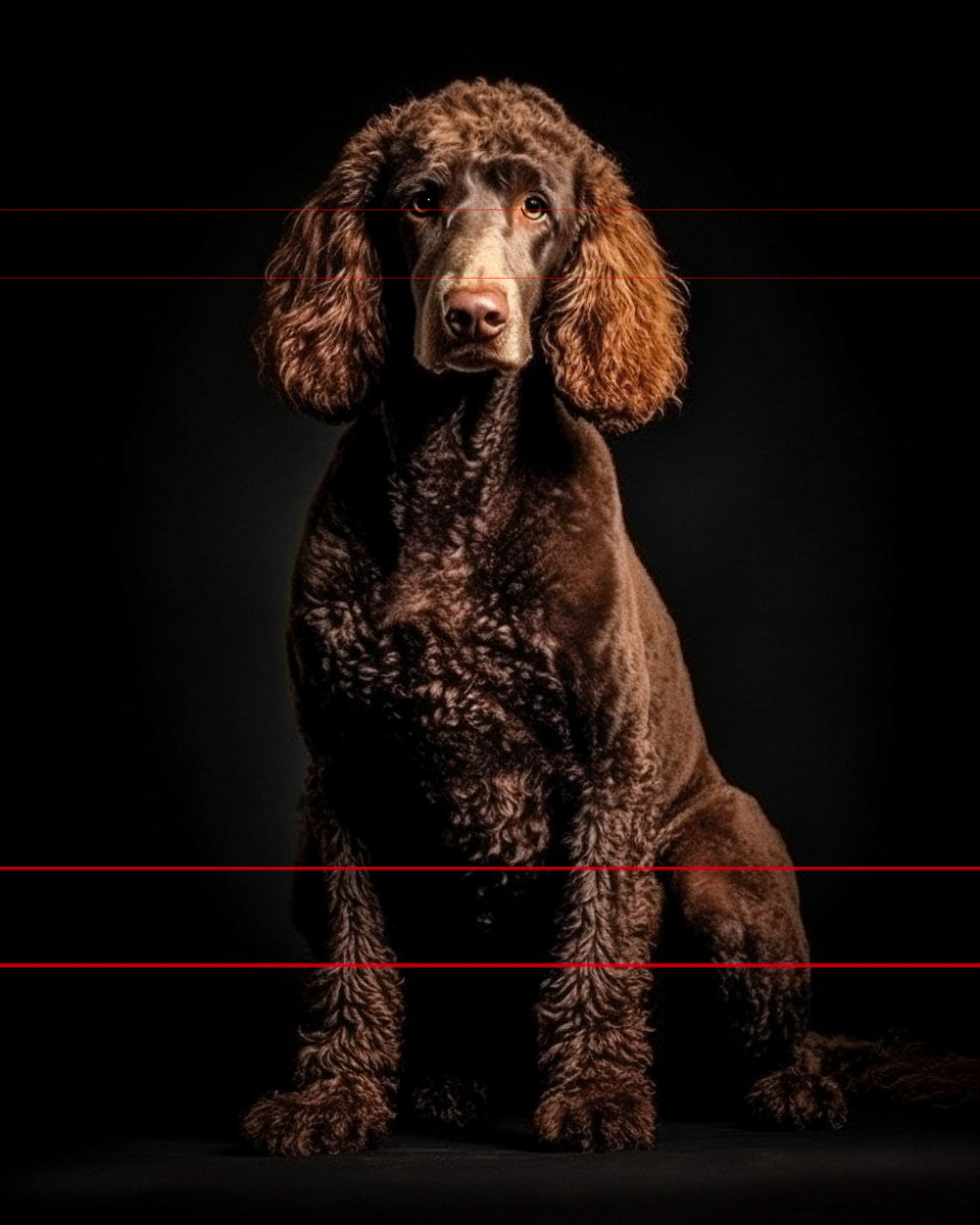 Standard Chocolate Poodle In Sit